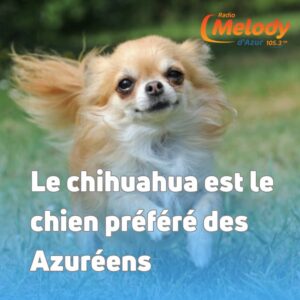 Le Chihuahua, Chien Préféré des Azuréens